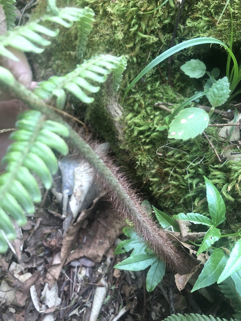 Ctenitis cirrhosa
