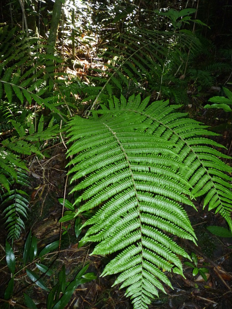 Ctenitis cirrhosa photo 2