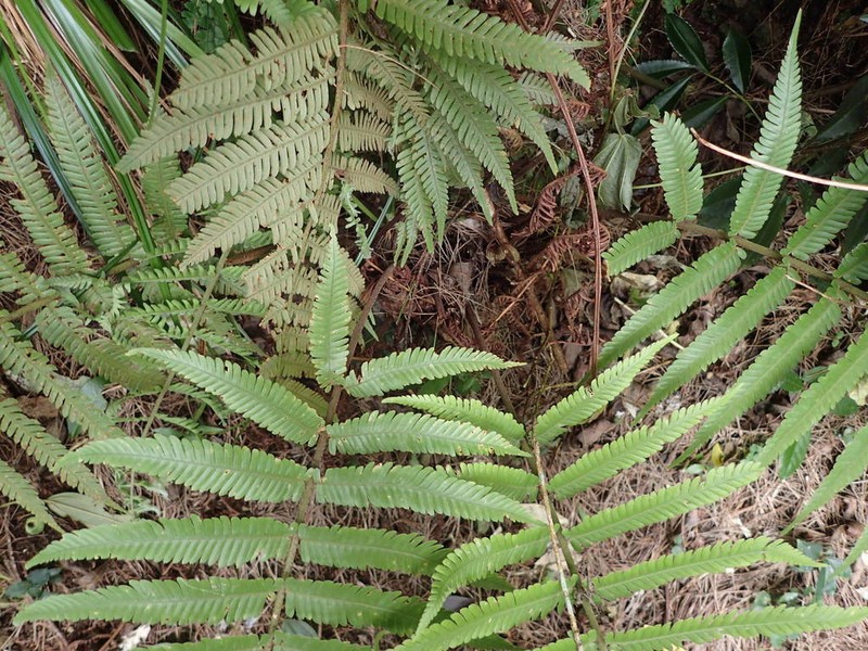 Ctenitis cirrhosa photo 3