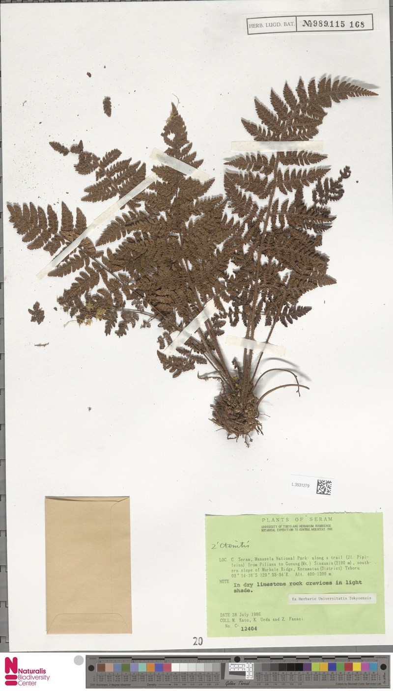 Ctenitis clathrata