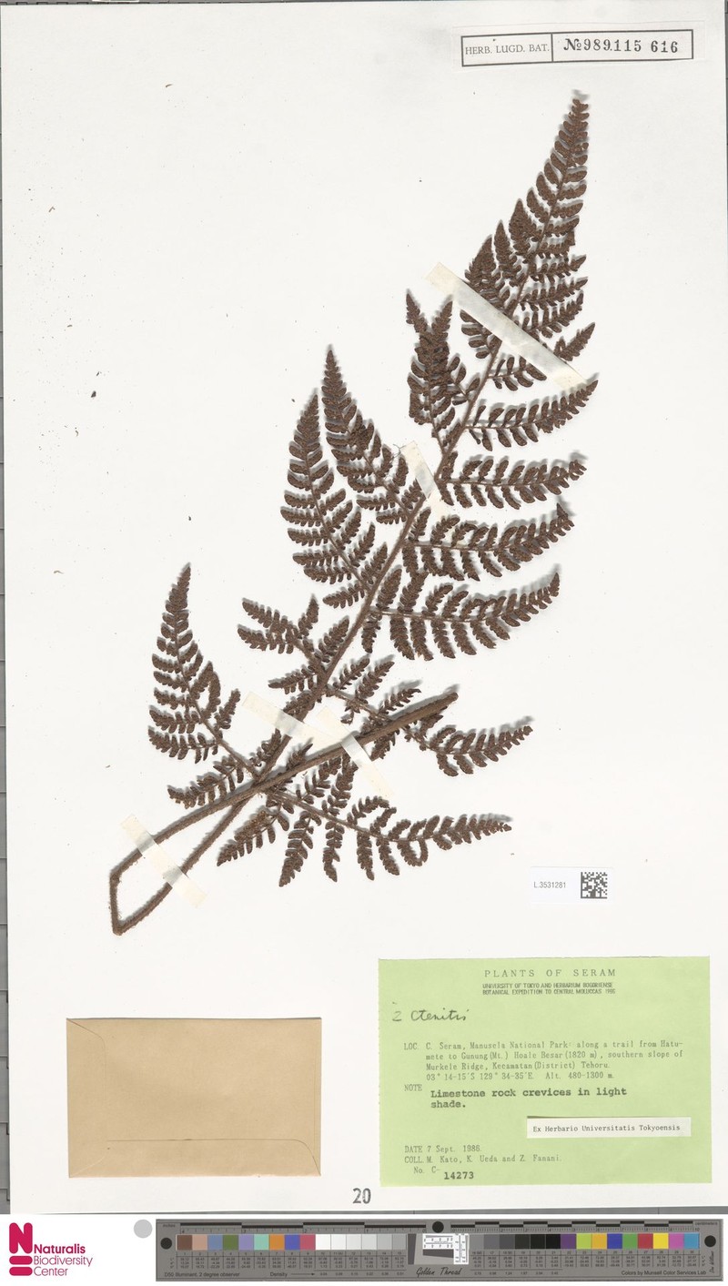 Ctenitis clathrata photo 2