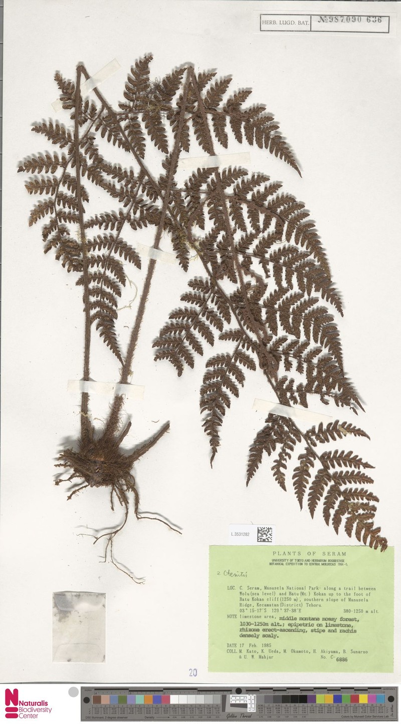 Ctenitis clathrata photo 3