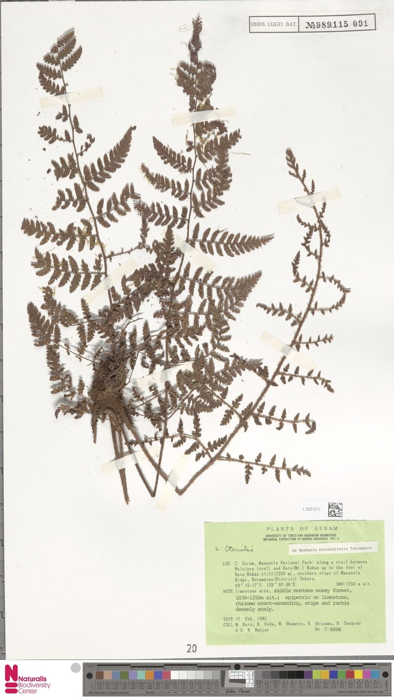 Ctenitis clathrata photo 4