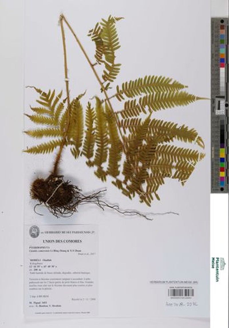 Ctenitis comorensis