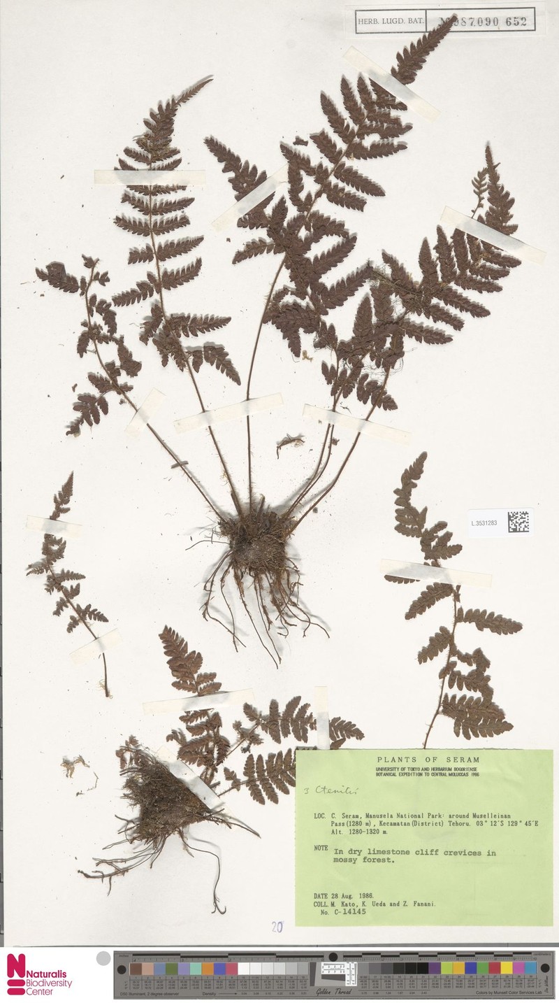 Ctenitis coriacea