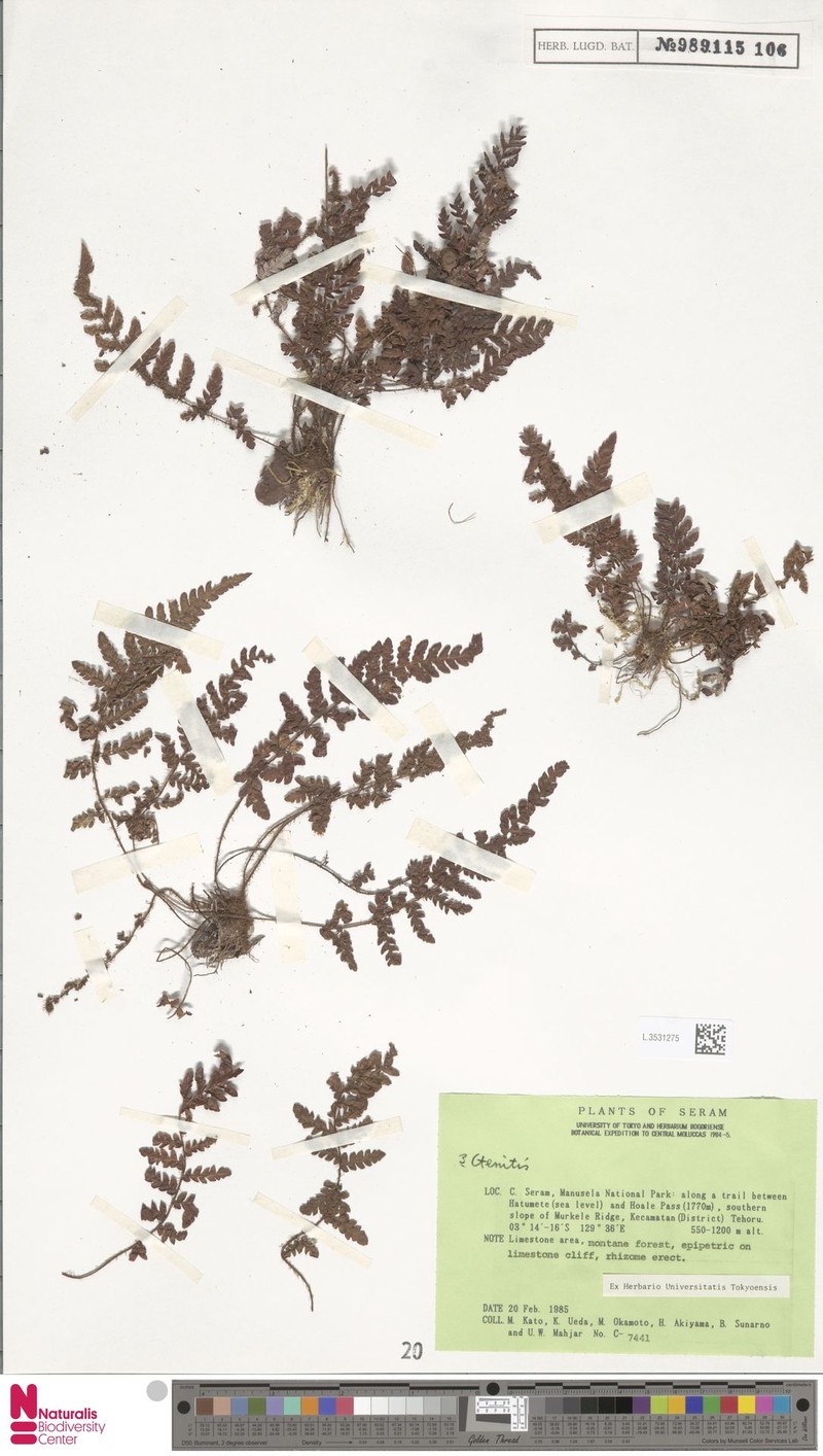 Ctenitis coriacea photo 2