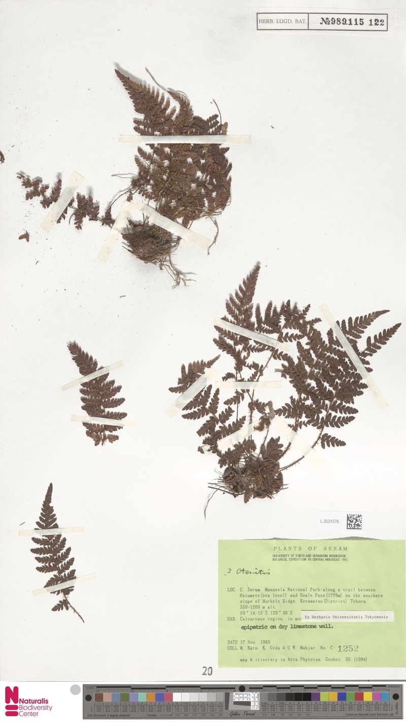Ctenitis coriacea photo 3