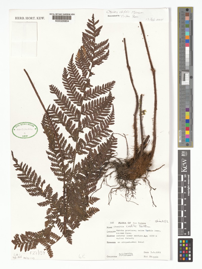Ctenitis croftii