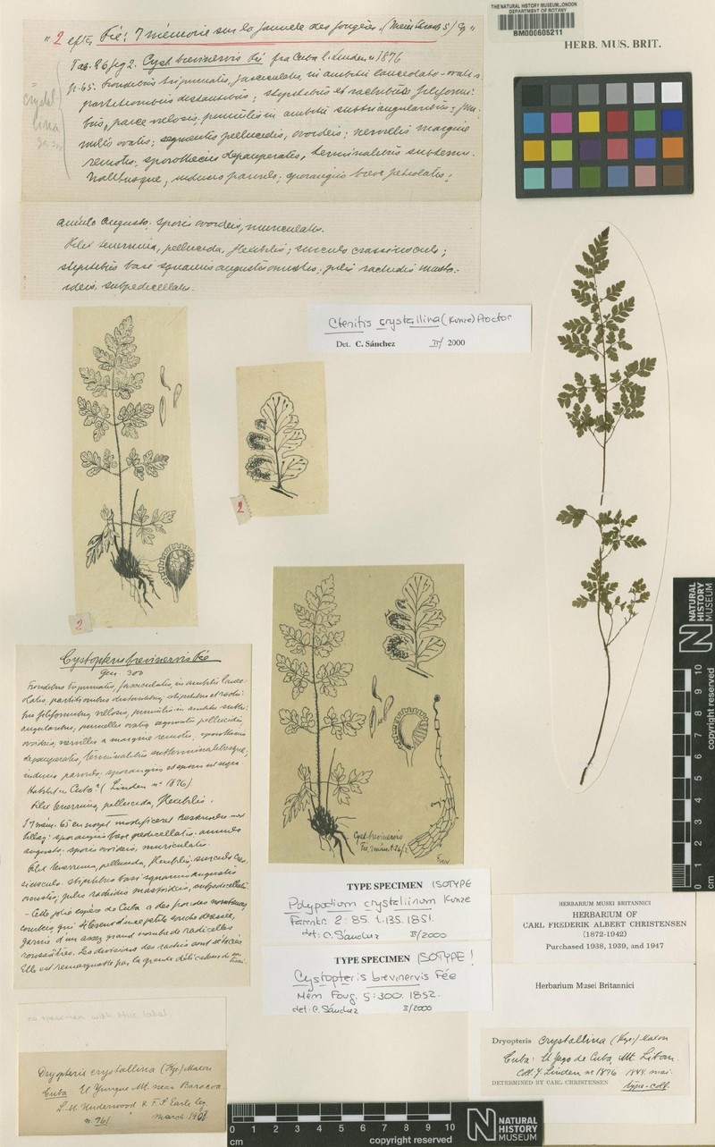 Ctenitis crystallina