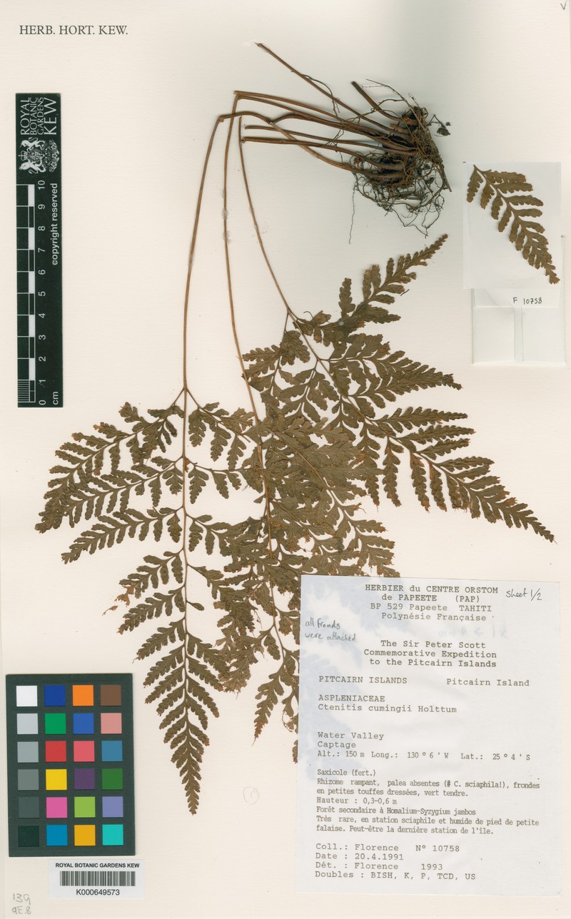 Ctenitis cumingii