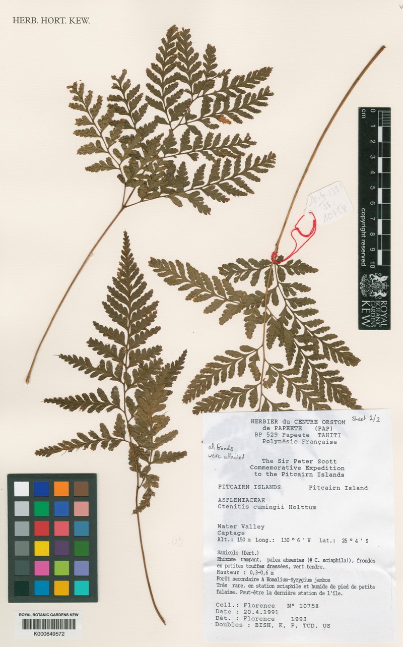 Ctenitis cumingii photo 2