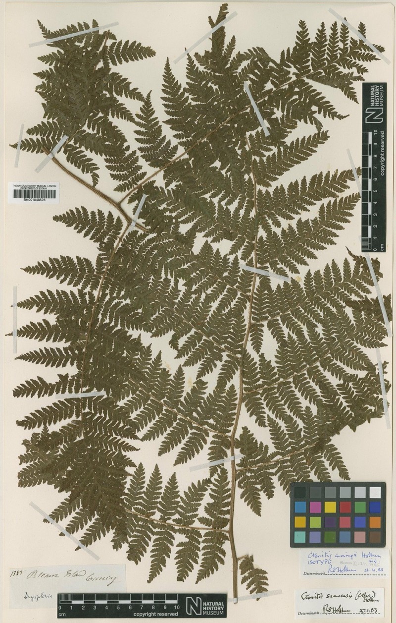 Ctenitis cumingii photo 3