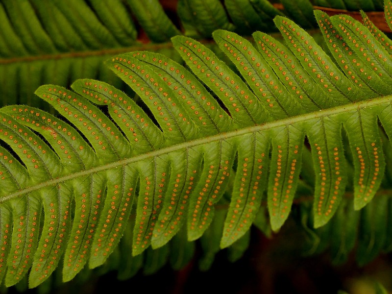 Ctenitis cyclochlamys photo 2