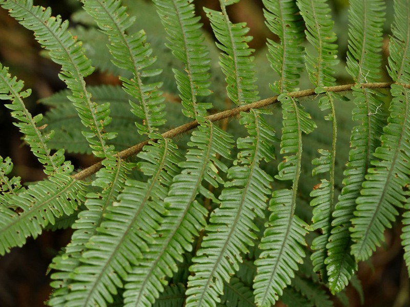Ctenitis cyclochlamys photo 3