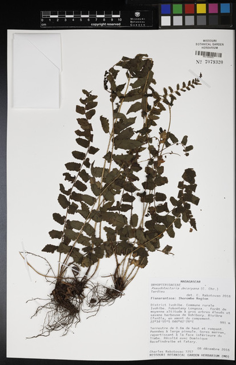 Ctenitis decaryana