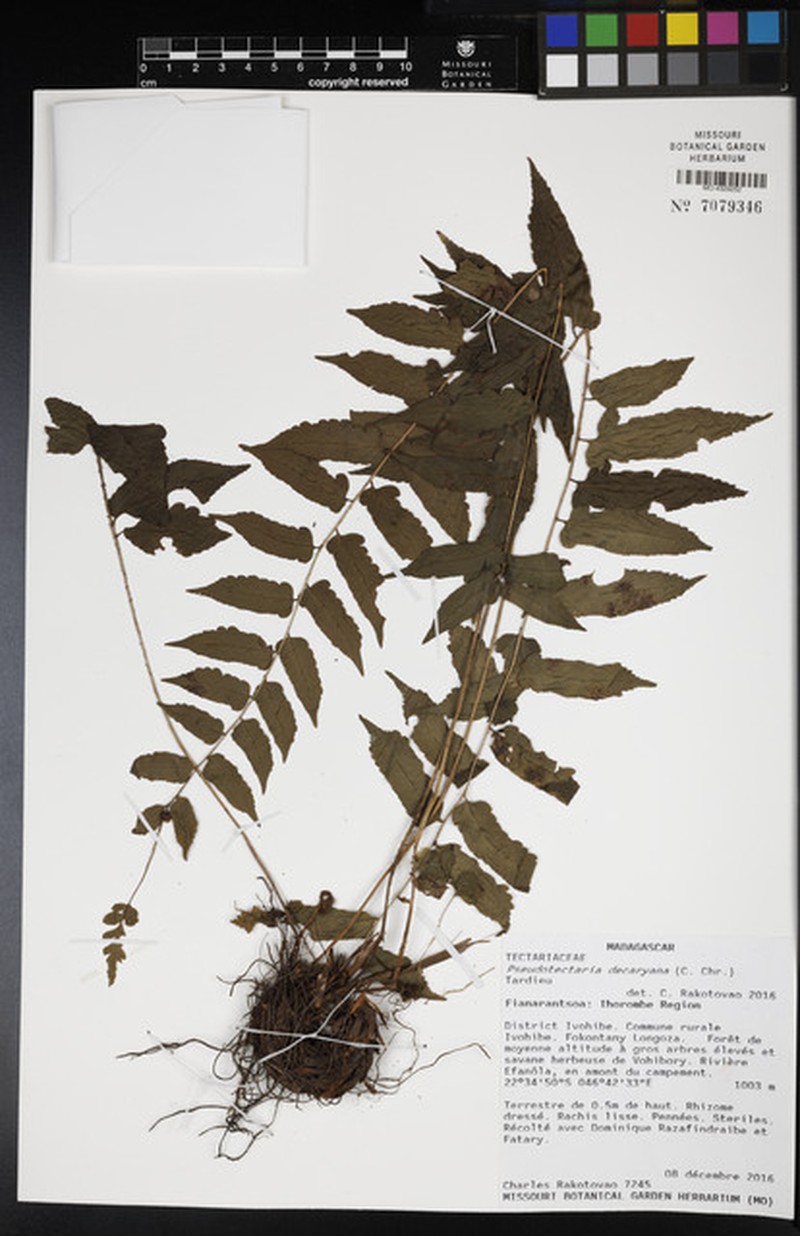 Ctenitis decaryana photo 2