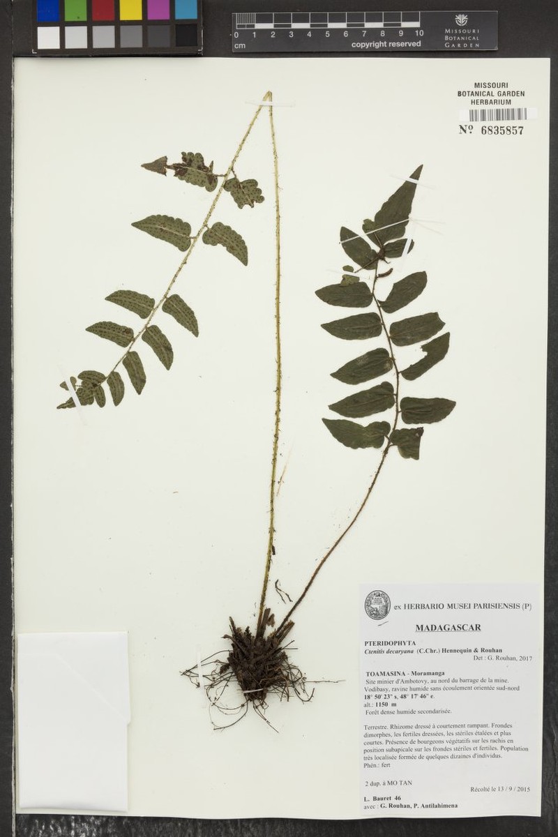 Ctenitis decaryana photo 3