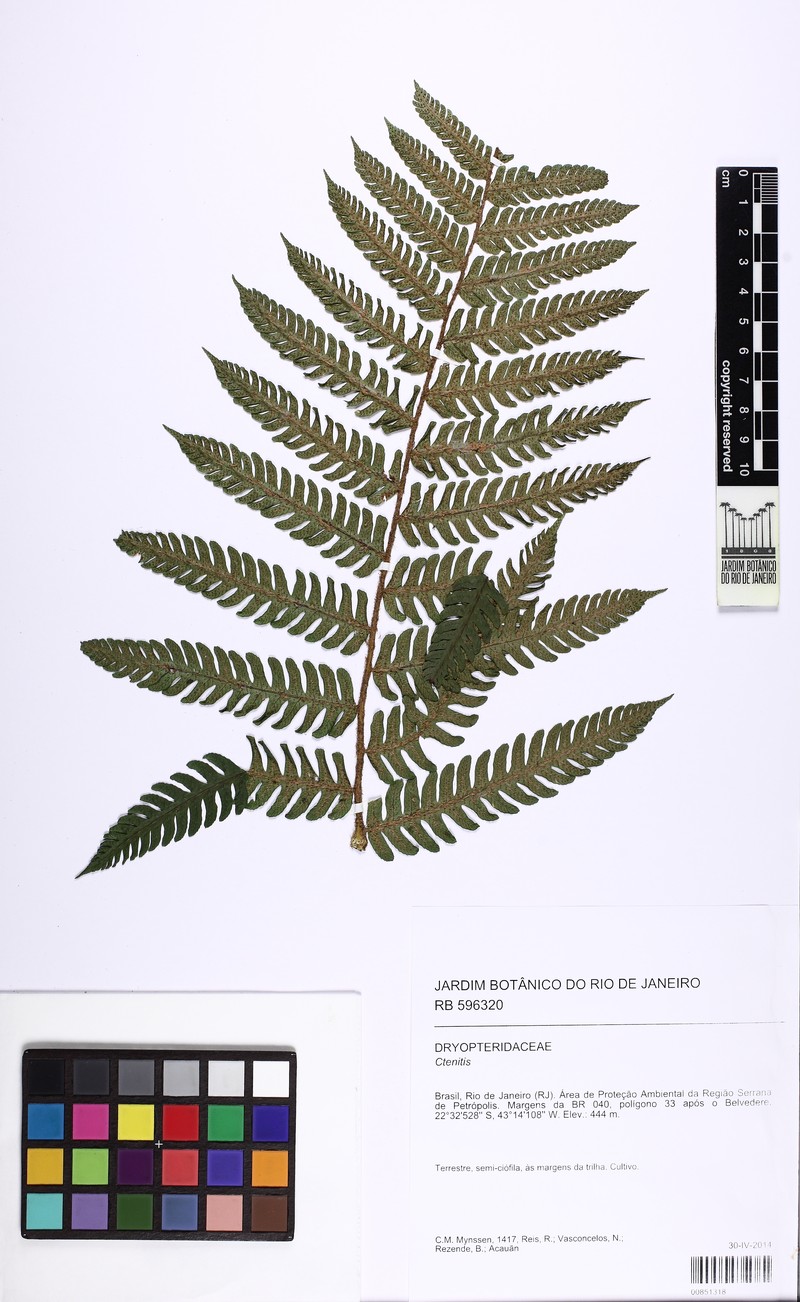 Ctenitis deflexa