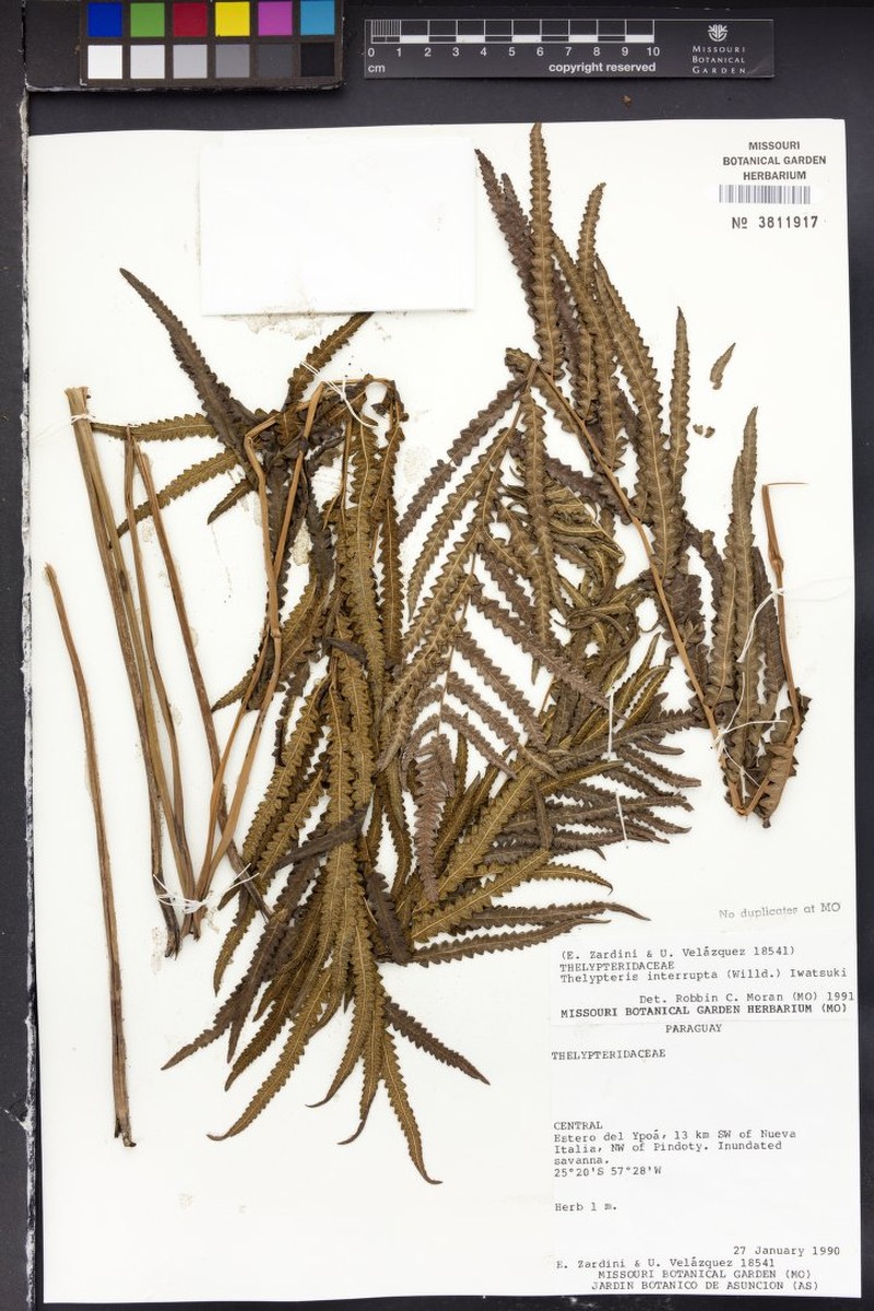 Ctenitis desvauxii