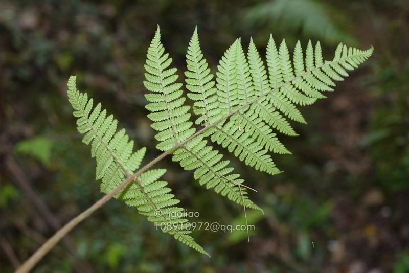 Ctenitis dingnanensis