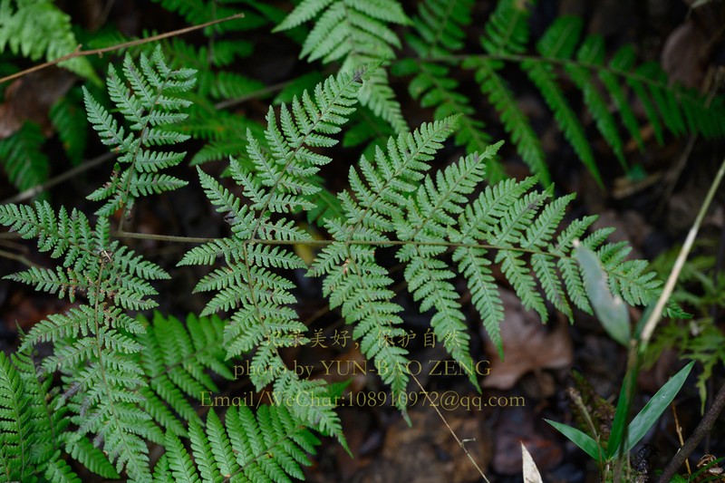 Ctenitis dingnanensis photo 2