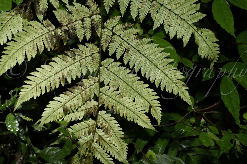 Ctenitis dingnanensis photo 3