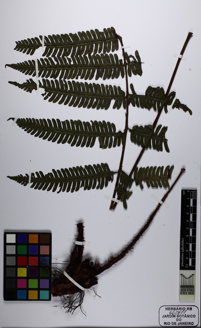 Ctenitis distans photo 3