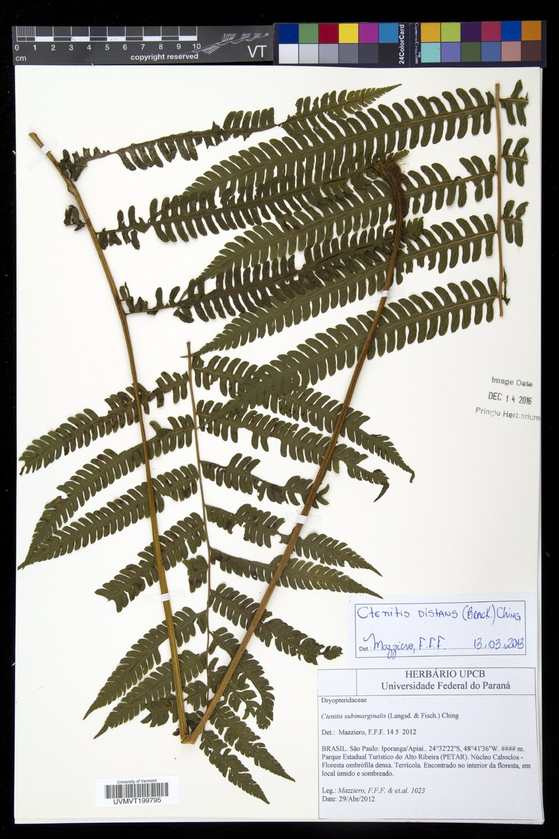 Ctenitis distans photo 4