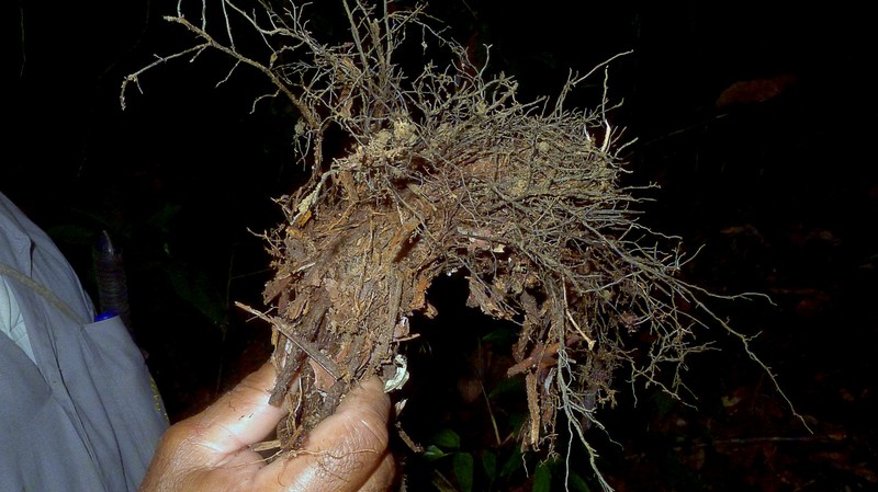 Ctenitis distans photo 5
