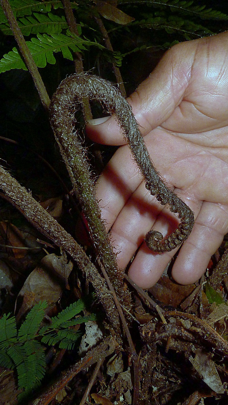 Ctenitis distans photo 7