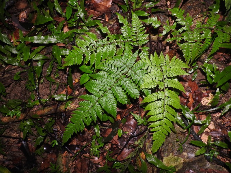 Ctenitis eatonii