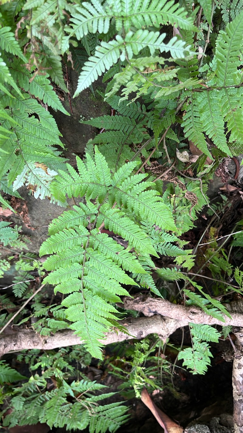 Ctenitis eatonii photo 3
