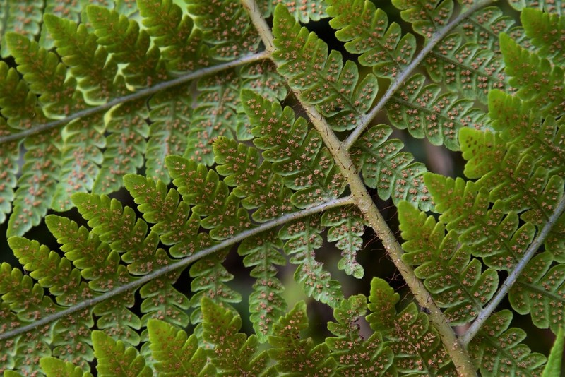 Ctenitis eatonii photo 4