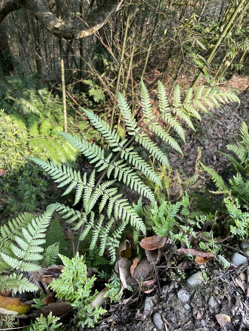 Ctenitis eatonii photo 5