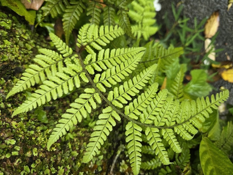 Ctenitis eatonii photo 6