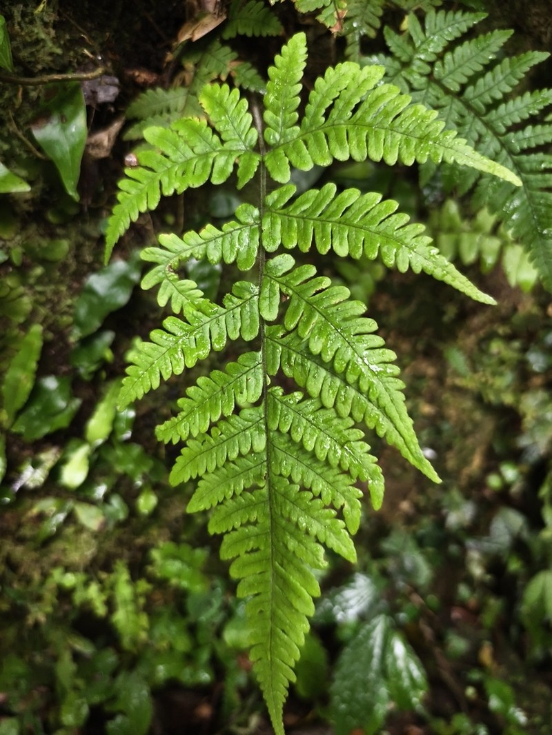 Ctenitis eatonii photo 7