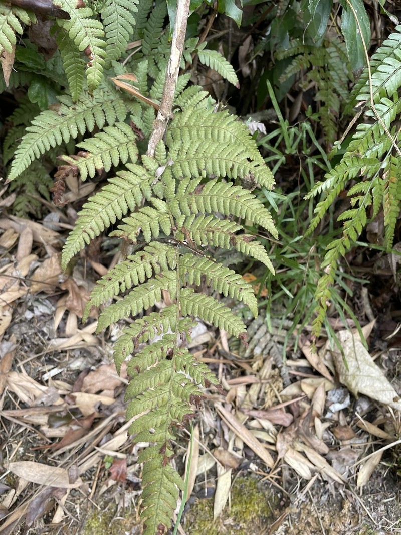 Ctenitis eatonii photo 8