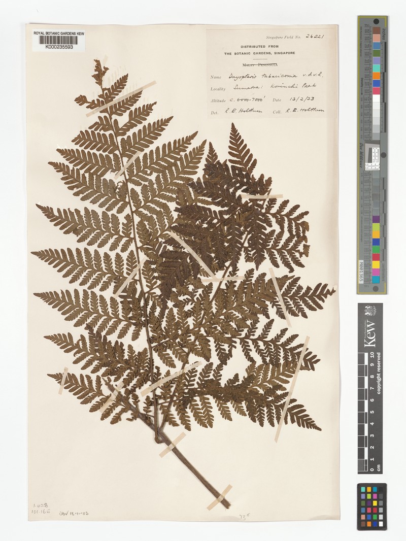Ctenitis elata