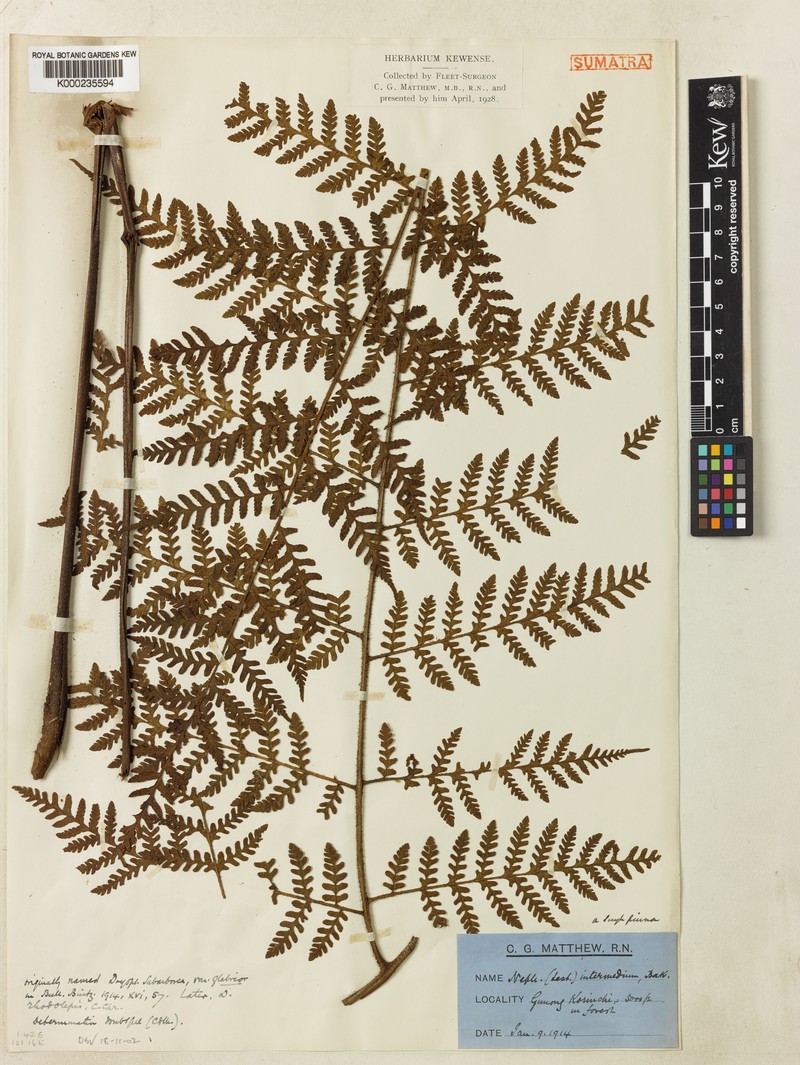 Ctenitis elata photo 2