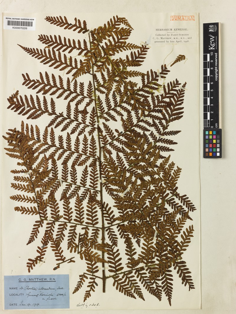 Ctenitis elata photo 3