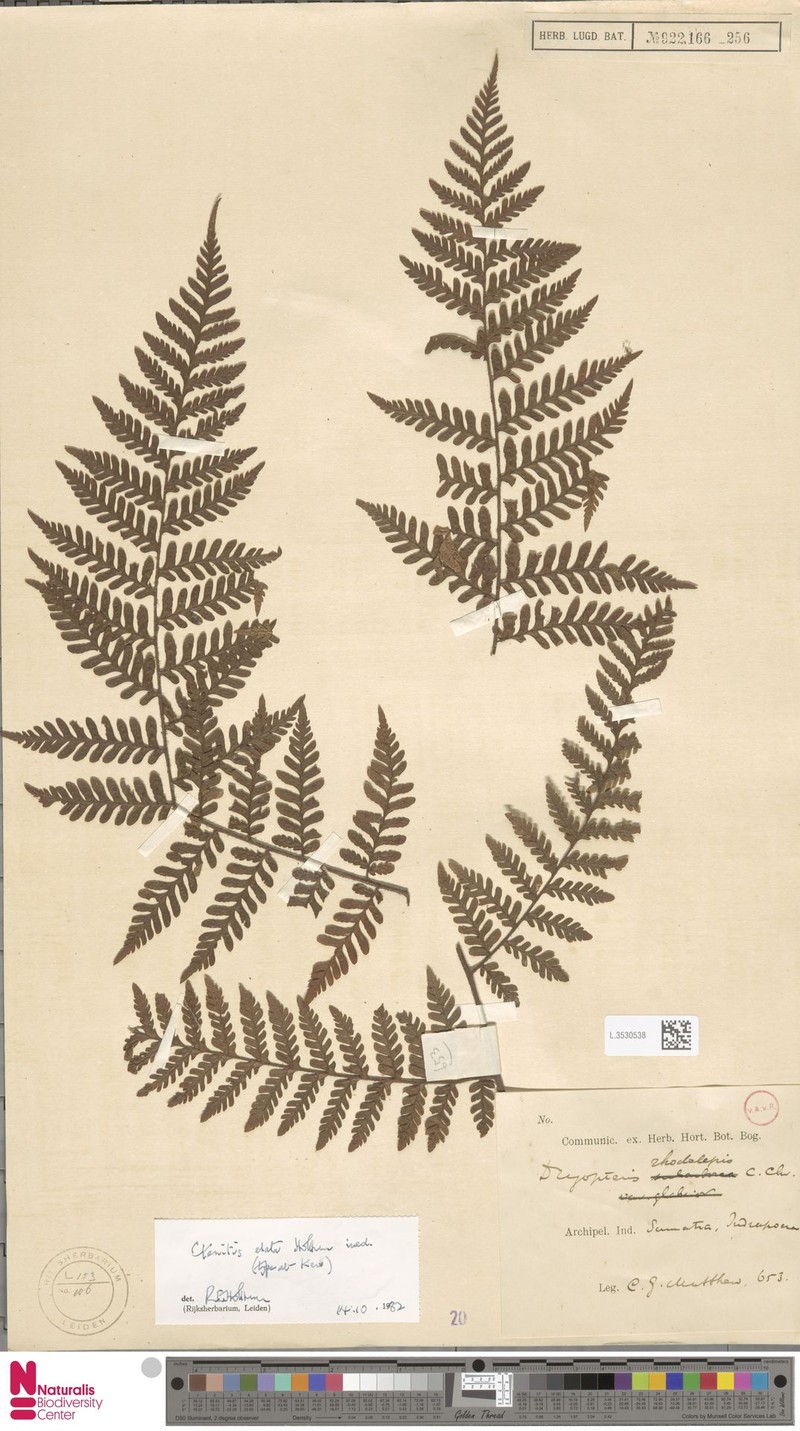 Ctenitis elata photo 4