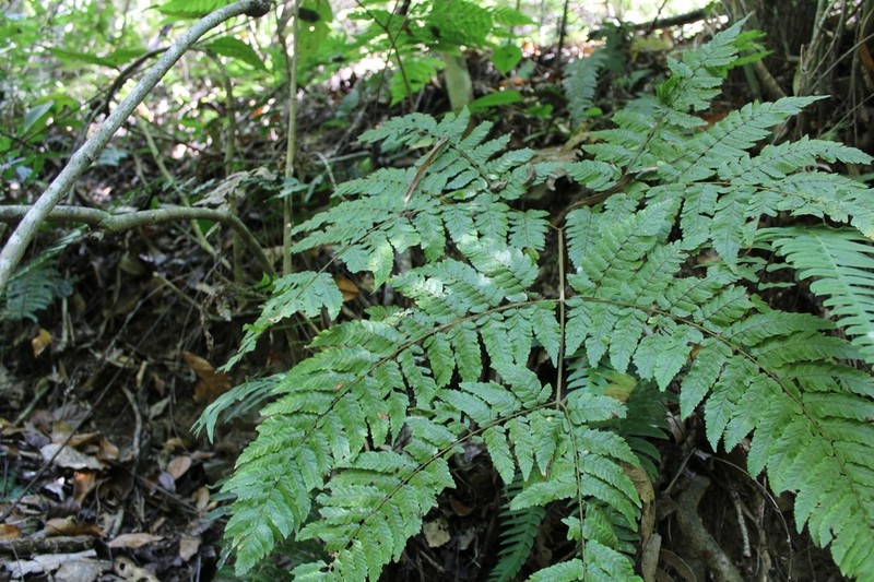 Ctenitis equestris