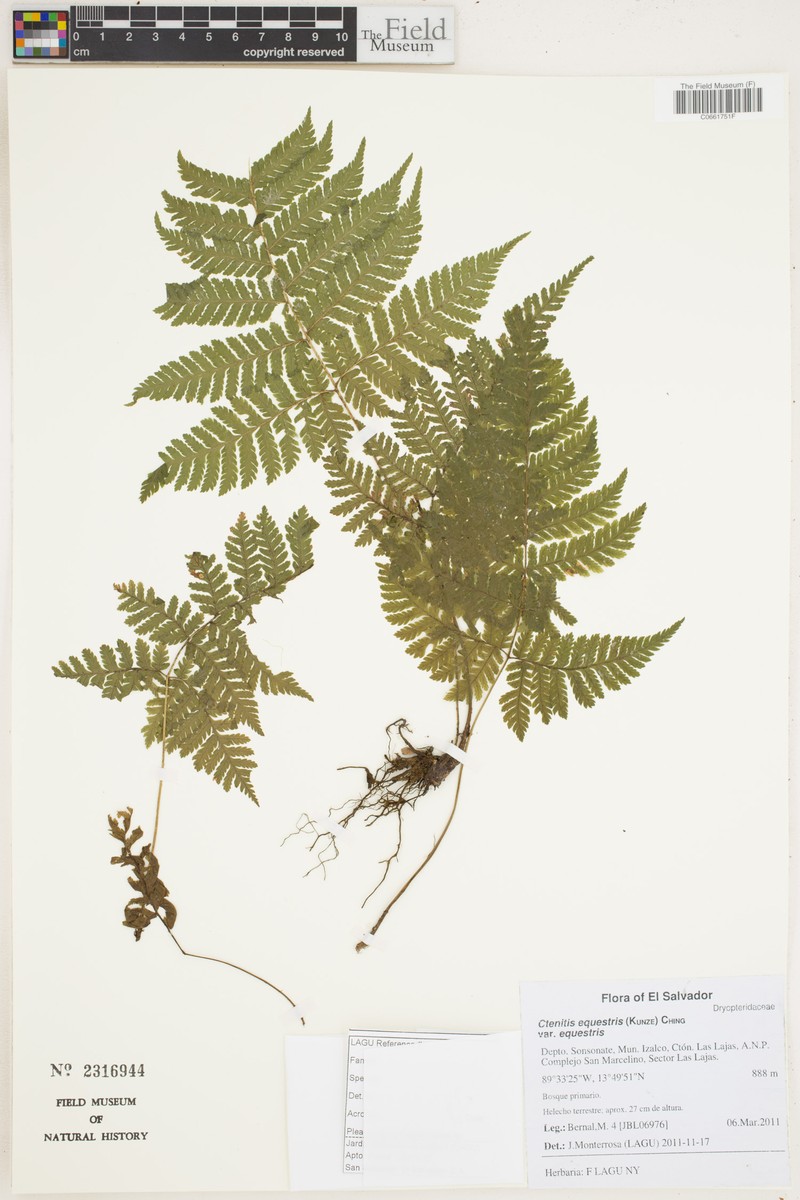 Ctenitis equestris var. equestris