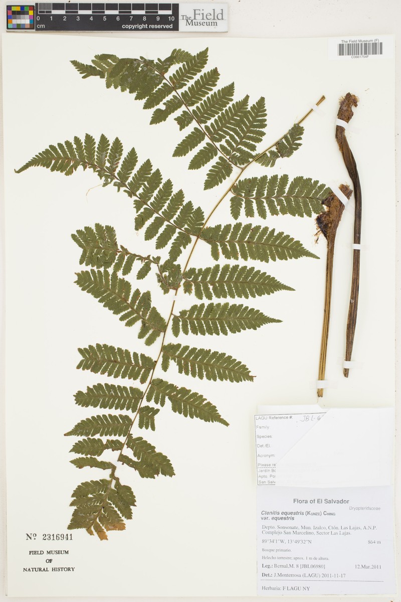 Ctenitis equestris var. equestris photo 2