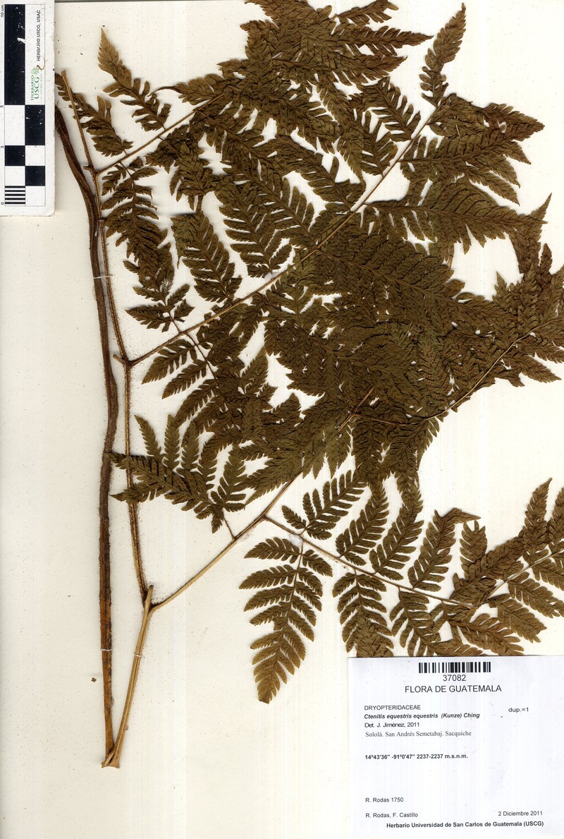 Ctenitis equestris var. equestris photo 3