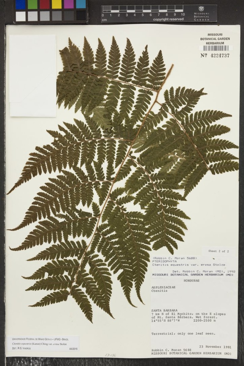 Ctenitis equestris var. erosa