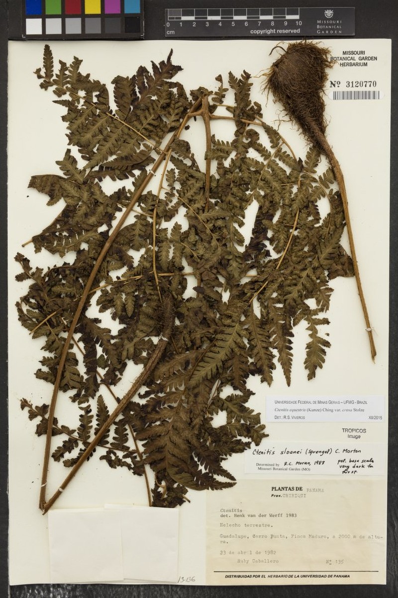 Ctenitis equestris var. erosa photo 2