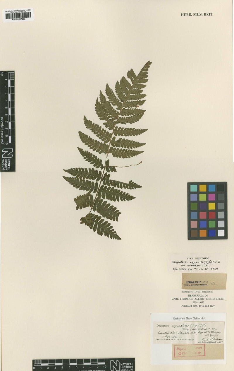 Ctenitis equestris var. erosa photo 3
