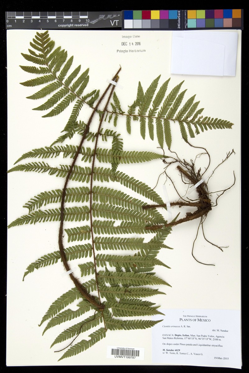 Ctenitis erinacea