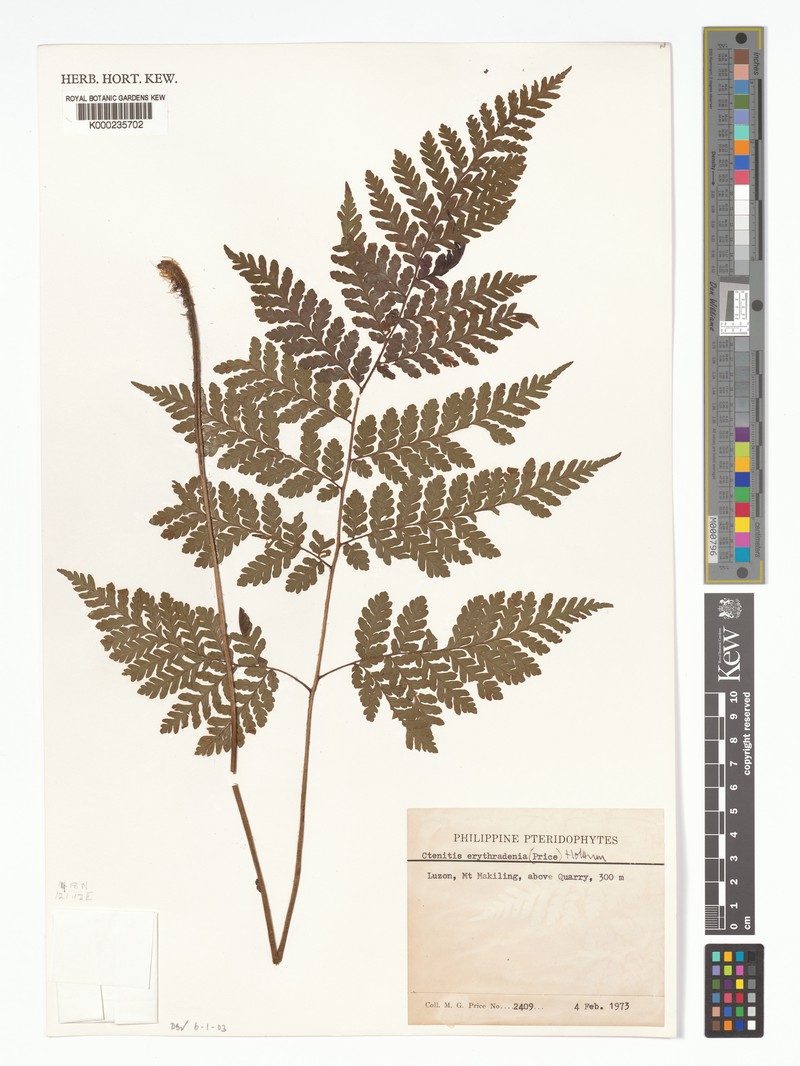 Ctenitis erythradenia
